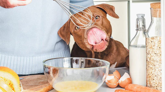 狗狗可以食雞蛋嗎？餵蛋前主人要知道的事