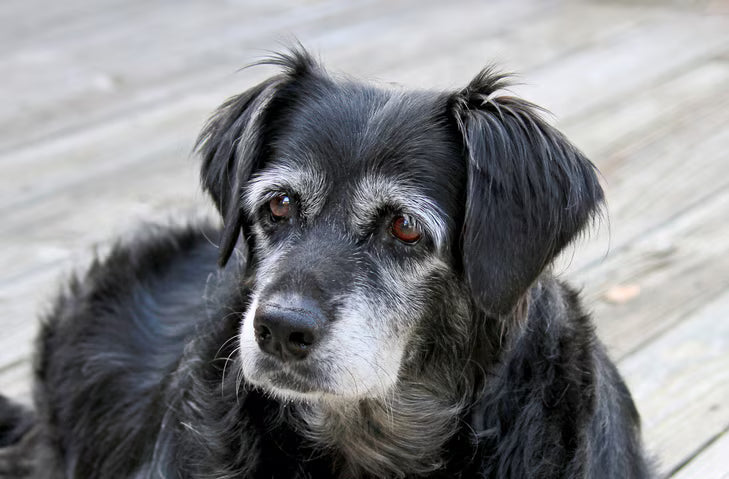 老年狗一定要轉食老年犬糧嗎？