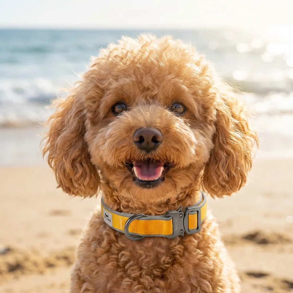 Furri Explorer Sport Dog Collar - Yellow